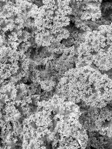 DSCN0484 - Copie