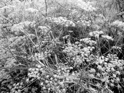 DSCN0366 - Copie