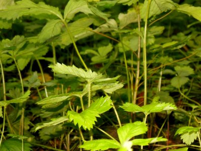DSCN0327