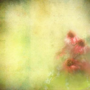 IMG_4811-Edit-Edit-1