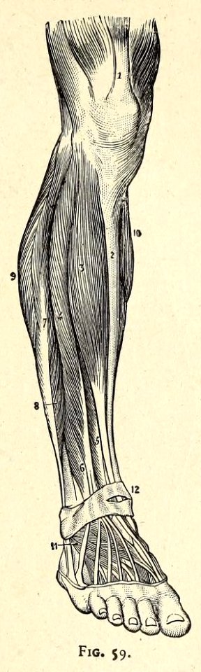 Précis d'anatomie à l'usage des artistes, Fig 59