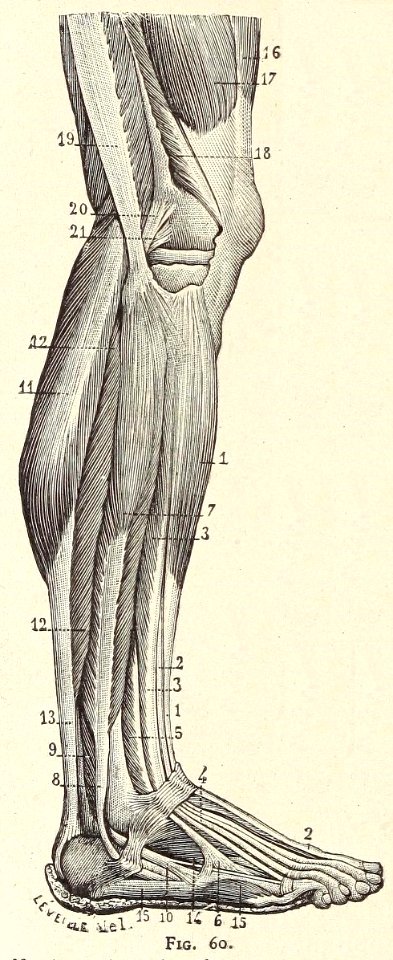 Précis d'anatomie à l'usage des artistes, Fig 60 - Free Stock ...