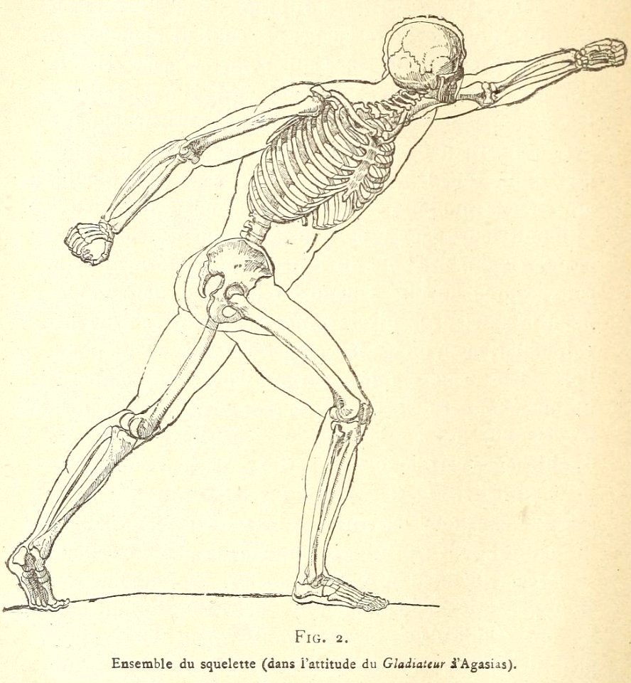 Précis d'anatomie à l'usage des artistes, Fig 02 - Free Stock ...