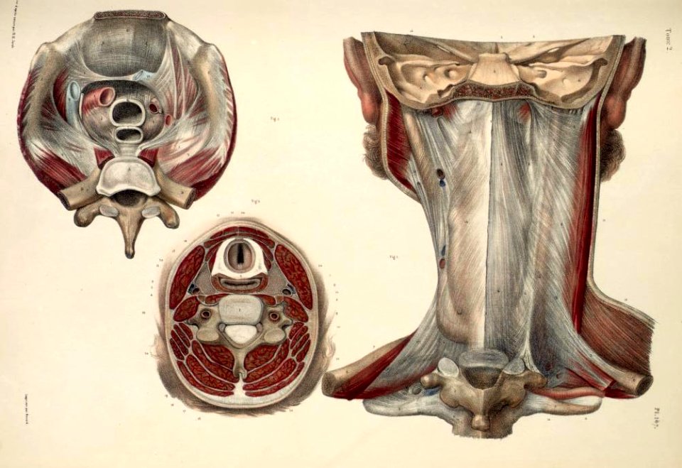 140 - Muscles and tendons of the neck