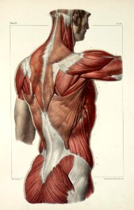 124 - Muscles of the back, shoulder and buttocks