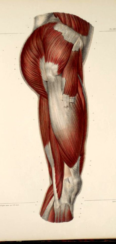 120 - Muscles of the buttocks and thigh