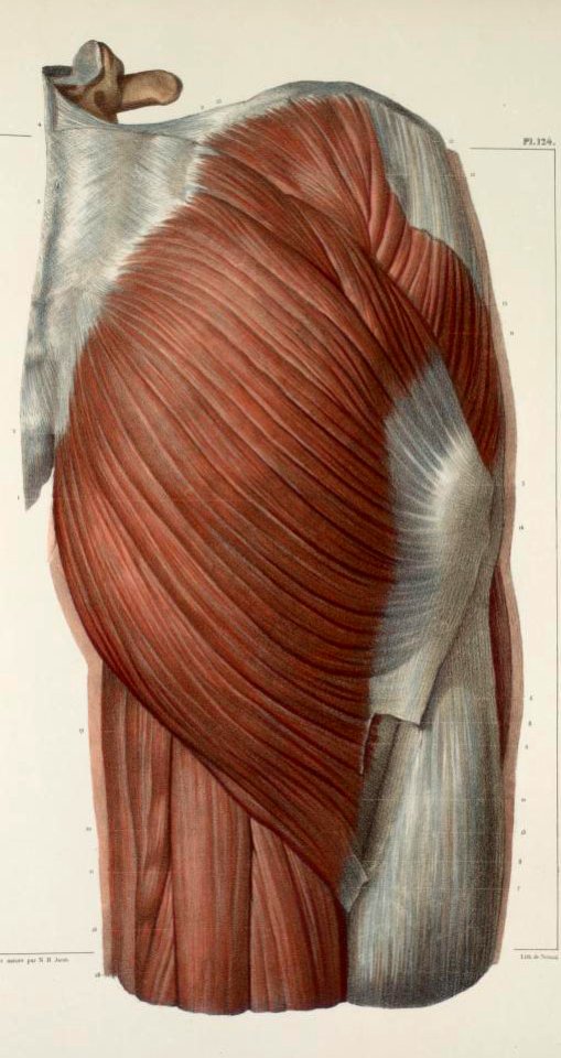 119 - Muscles of the buttocks