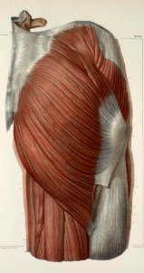 119 - Muscles of the buttocks