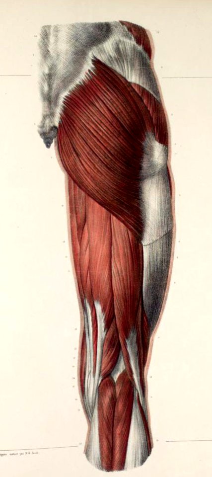 116 - Muscles of the groin and thigh2
