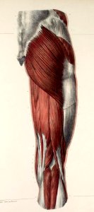 116 - Muscles of the groin and thigh2