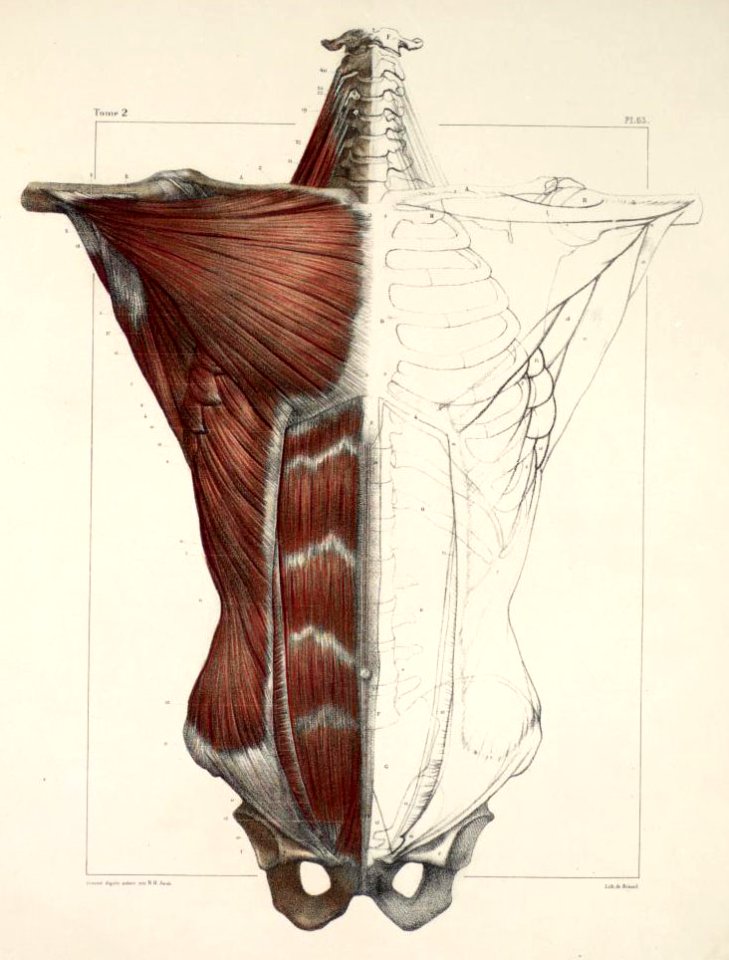 111 - Muscles of the neck, thorax and abdomen