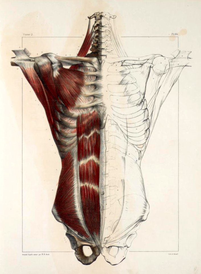 110 - Muscles of the neck, thorax and abdomen2