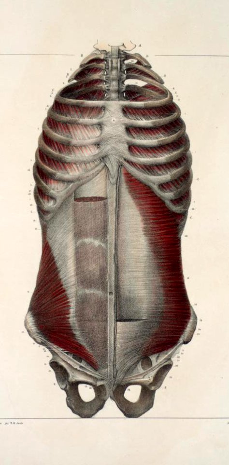 109 - Muscles of the neck, thorax and abdomen3