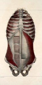 109 - Muscles of the neck, thorax and abdomen3