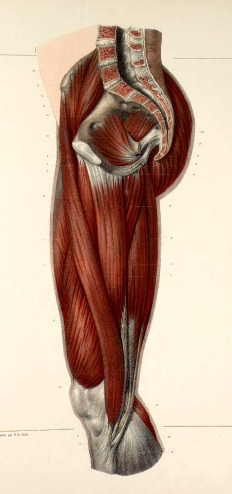108 - Muscles of the pelvis, buttocks and thigh