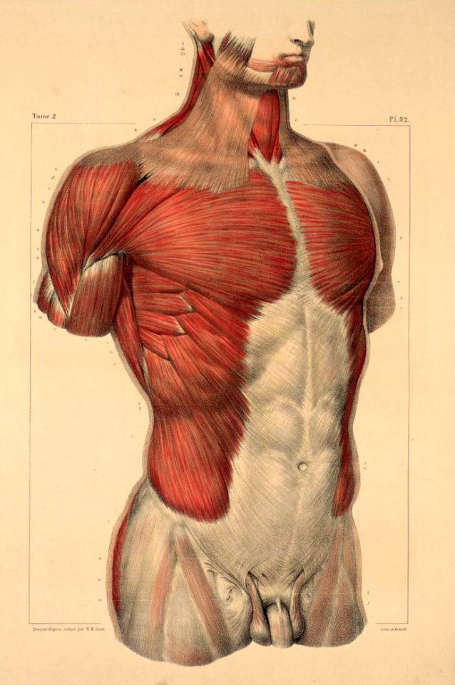 95 - Muscles of the thorax and abdomen