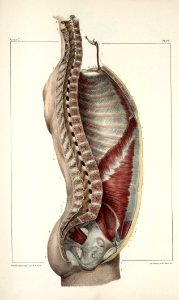 96 - Muscles of the thoracic, abdominal and pelvic cavity