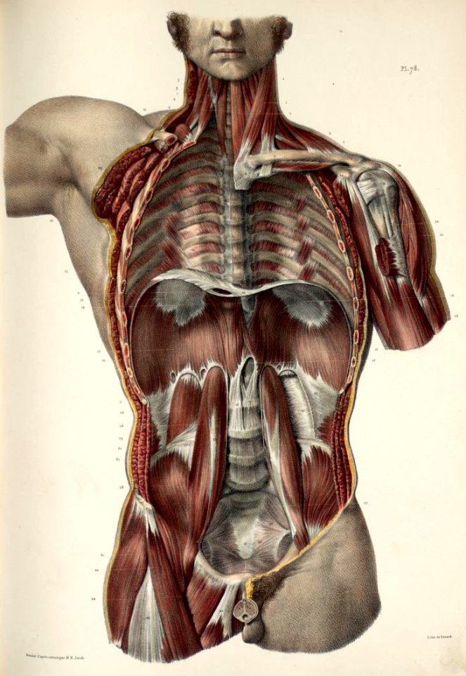 79 - Posterior thoracic, abdominal and pelvic wall