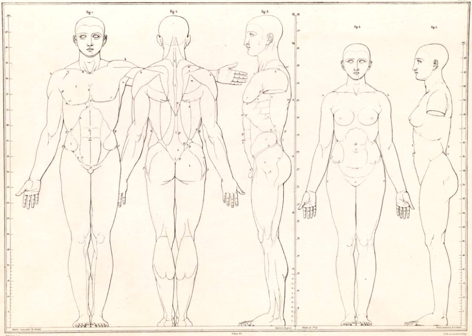 55 - Anatomical proportions of male and female