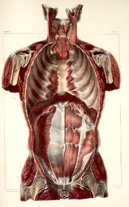 52 - Anterior wall of neck, thorax, abdomen and pelvis