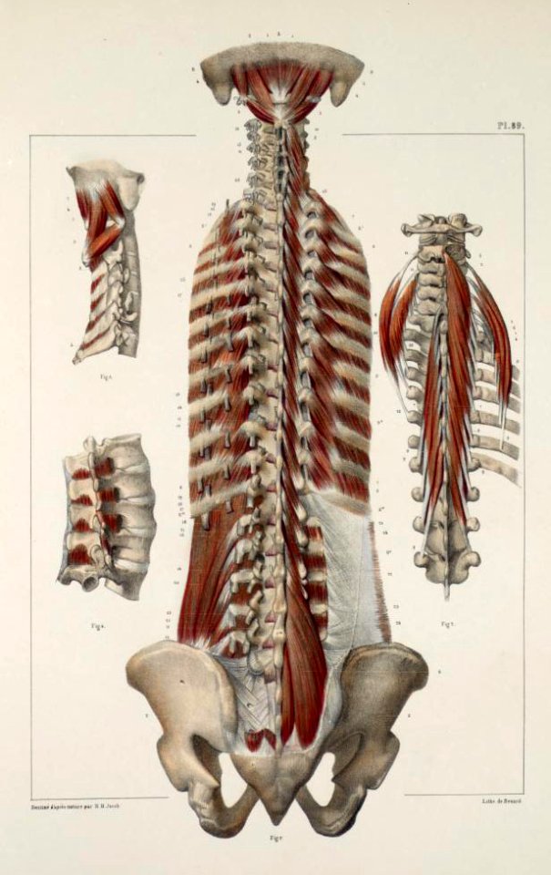 47 - Back muscles4
