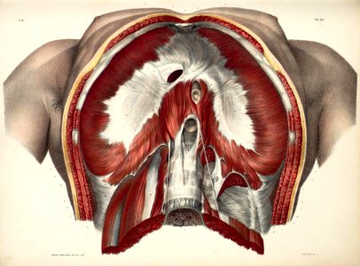 34 - Diaphragm4