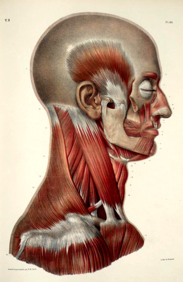 25 - Facial muscles, masticatory muscles, neck muscles2