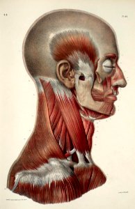 25 - Facial muscles, masticatory muscles, neck muscles2