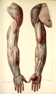 24 - Fascia of the arms
