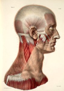 26 - Facial muscles, masticatory muscles, neck muscles