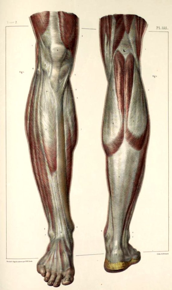 22 - Fascia of the lower leg