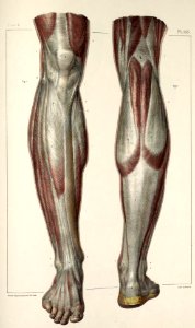 22 - Fascia of the lower leg