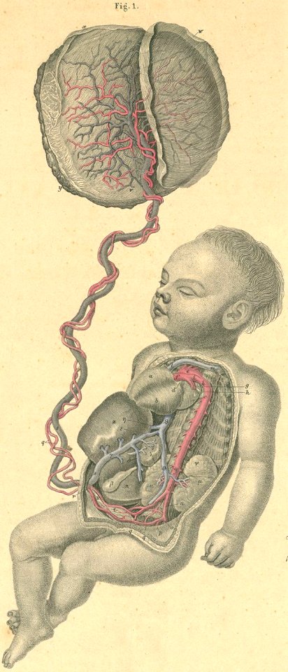 37-1 The anatomy of fetal circulation.