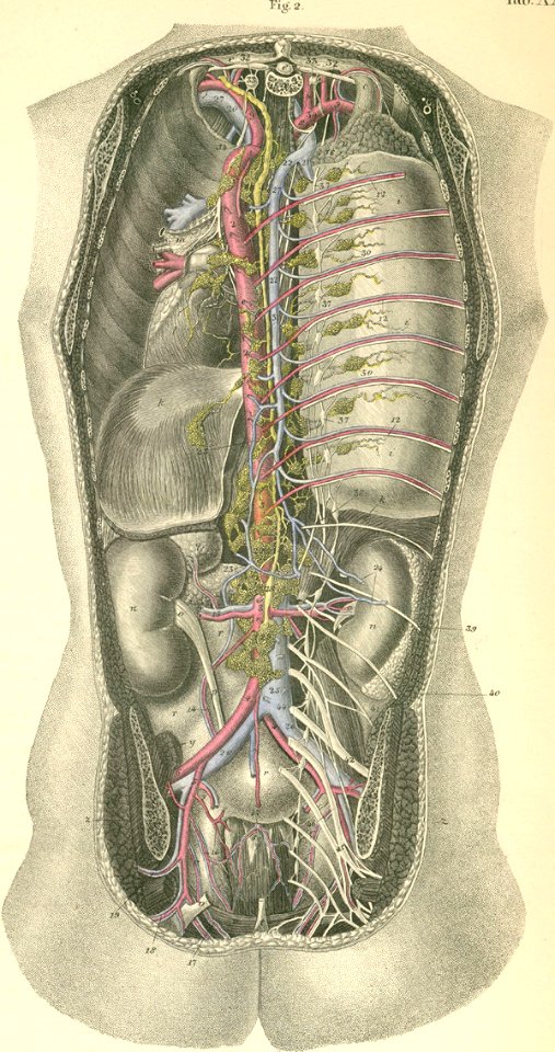 35-2 From behind, deep to the vertebral column, the opened…