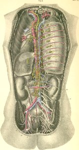 35-2 From behind, deep to the vertebral column, the opened…