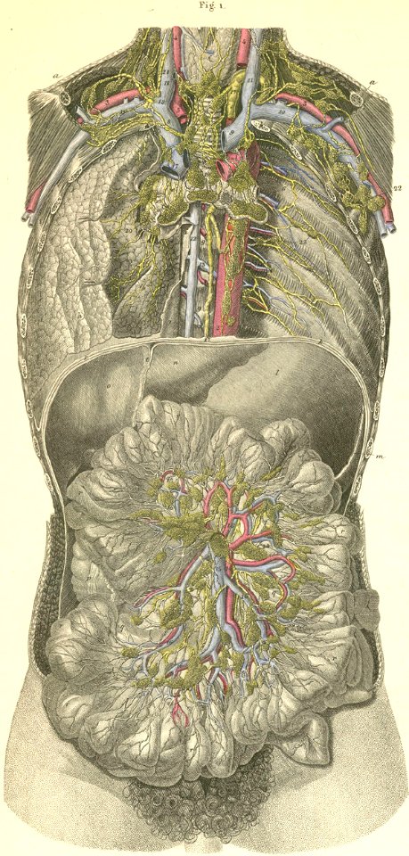 35-1 The thoracic and abdominal cavities are opened from t…