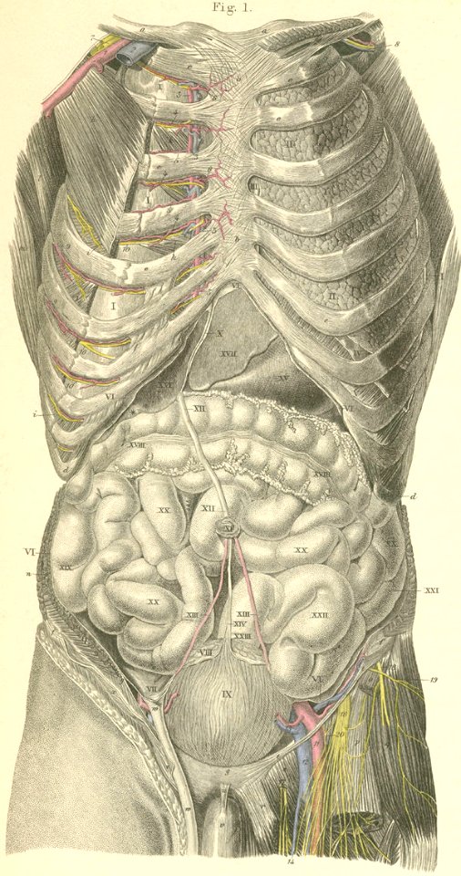 33-1 The abdominal viscera (digestive tract, seen from the…