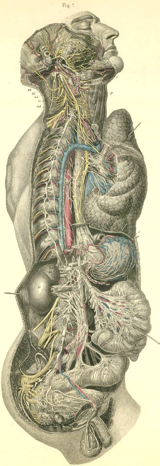 30-7 The sympathetic system with its ganglia and plexiform…