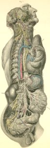 30-7 The sympathetic system with its ganglia and plexiform…