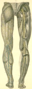 29-3 Skin and muscle nerves on the posterior surface of th…