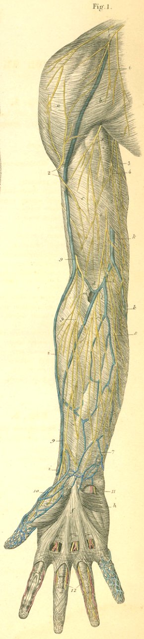29-1 Cutaneous nerves on the anterior (volar) surface of t…