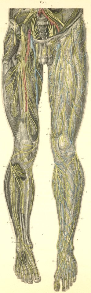 28-3 Skin and muscle nerves of the anterior surface of the…