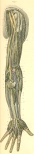 29-2 Deep muscular nerves on the volar (anterior) surface …