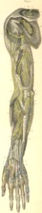 28-2 Deep nerves of the posterior surface of the left arm.…