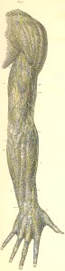 28-1 The cutaneous nerves of the posterior surface of the …