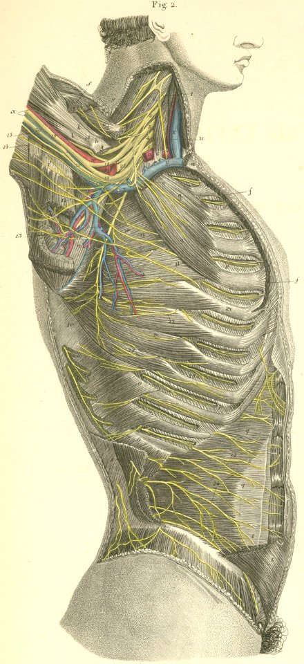 27-2 Nerves of the right axilla and lateral surface of the…