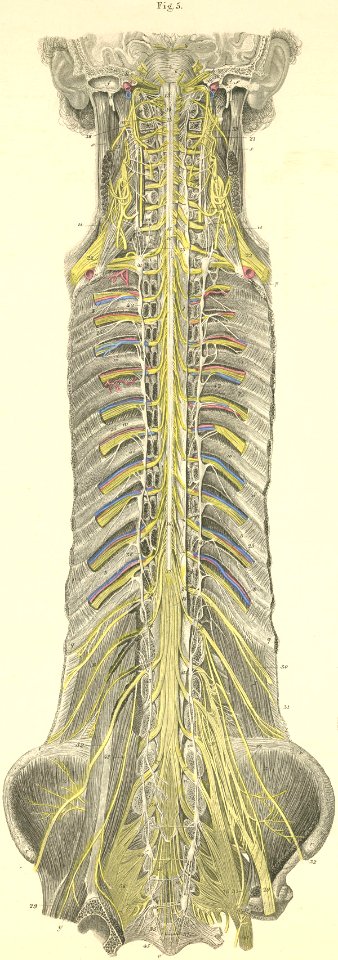 26-5 The anterior surface of the spinal cord (in the spina…