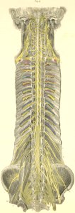 26-5 The anterior surface of the spinal cord (in the spina…