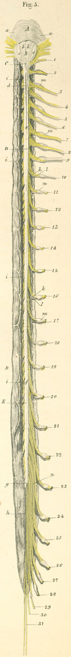 24-5 The length of spinal cord in the opened dura mater sa…