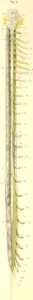 24-5 The length of spinal cord in the opened dura mater sa…